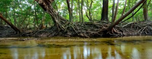 Massy River Panorama